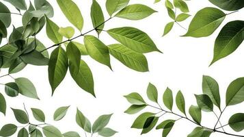 Green tree leaves and branches isolated on white background, generate ai photo