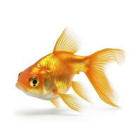 goldfish isolated on white background, generate ai photo