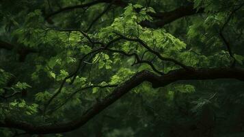 Earth Day and World Environment Day, Spring, Tropical tree leaves and branch with beautiful green forest background, generate ai photo