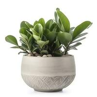 Earth Day, Pot with Zamioculcas home plant on white background, generate ai photo