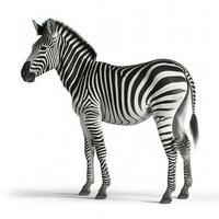 Zebra isolated on white background, generate ai photo