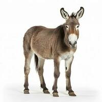 Donkey isolated on white background, generate ai photo