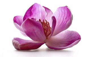 pink magnolia on transparent background , generate ai photo