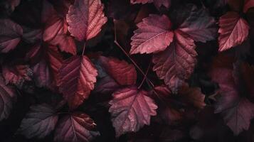 wine red autumn leaves texture, fall nature background, Generate Ai photo