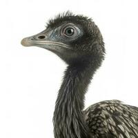 Emu isolated on white background, generate ai photo