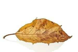 big dried autumn brown leaf on a white background , generate ai photo