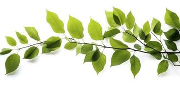 Green tree leaves and branches isolated on white background, generate ai photo