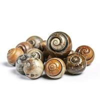 Snails isolated on white background, generate ai photo