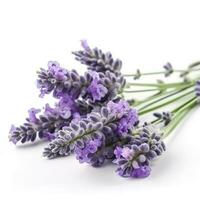 hermosa lavanda flores en blanco fondo, generar ai foto