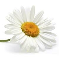 Daisy flower isolated on white background as package design element, generate ai photo