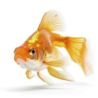 goldfish isolated on white background, generate ai photo