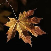 autumn maple leave in a row, vivid colors, panorama illustration on black background photo