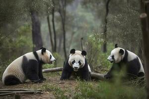 un familia de pandas jugando en un bambú bosque, generar ai foto