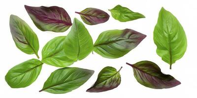 Green basil leaves with Clipping paths, full depth of field. Fresh red basil herb leaves isolated on white background. Purple Dark Opal Basil. Focus stacking, generate ai photo