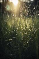 a close up of grass with dew drops on it and a blurry background of the grass and the sun shining through the drops of the grass on the grass is a sunny day light. photo