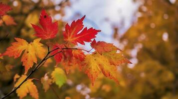 Beautiful autumn landscape with. Colorful foliage in the park. Falling leaves natural background, generate ai photo