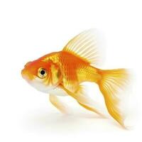 goldfish isolated on white background, generate ai photo