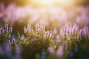 Erica Flower Field, Summer Season, Bokeh Effect , generate ai photo