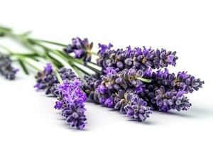 hermosa lavanda flores en blanco fondo, generar ai foto