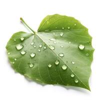 Verdant green leaf with water drops isolated on white background, generate ai photo