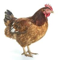 Hen isolated on white background, generate ai photo