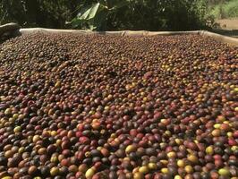 etíope rojo y verde café cerezas acostado a seco en el Dom. esta proceso es el natural proceso. buena zuria, Etiopía, generar ai foto