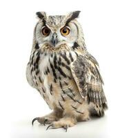 Owl isolated on white background, generate ai photo