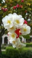 Chinese Suzhou garden, yellow red white begonia flower, petals high definition, detail, full of flowers, beautiful, background clearly visible white fence and windows, generate ai photo