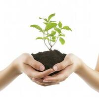 Environment Earth Day In the Tree plant in woman hand isolated on white background. Forest conservation concept, concept eco earth day. Saving the environment, ecology concept, generate ai photo