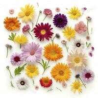 colorful daisies isolated on white background, generate ai photo