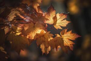 autumn maple leaves in a row, vivid colors, panorama illustration on black background photo
