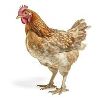 Hen isolated on white background, generate ai photo