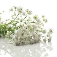 Gypsophila flores aislado en blanco fondo, generar ai foto