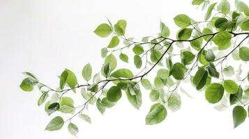 Green tree leaves and branches isolated on white background, generate ai photo