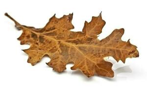 grande seco otoño marrón hoja en un blanco antecedentes , generar ai foto