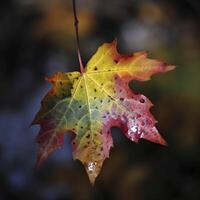 autumn maple leave in a row, vivid colors, panorama illustration on black background photo