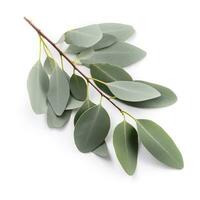 Eucalyptus branch isolated on white background. Flat lay, top view. floral concept, generate ai photo