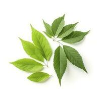 Collection of fresh herb leaves. arugula Spices, herbs on isolated on white background, generate ai photo