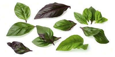 Green basil leaves with Clipping paths, full depth of field. Fresh red basil herb leaves isolated on white background. Purple Dark Opal Basil. Focus stacking, generate ai photo