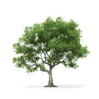 Rain tree isolated on white background. Tropical tree, generate ai photo