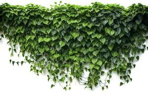 Hanging vines ivy foliage jungle bush, heart shaped green leaves climbing plant nature backdrop , generate ai photo