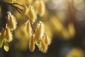 Closeup of yellow hazel catkin growing from dry tree branches or stems in home garden at sunset group of hanging budding , generate ai photo