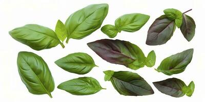Green basil leaves with Clipping paths, full depth of field. Fresh red basil herb leaves isolated on white background. Purple Dark Opal Basil. Focus stacking, generate ai photo