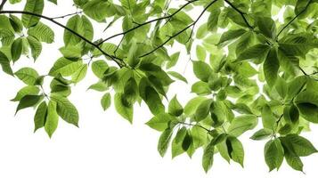 Green tree leaves and branches isolated on white background, generate ai photo