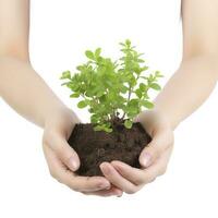 Environment Earth Day In the Tree plant in woman hand isolated on white background. Forest conservation concept, concept eco earth day. Saving the environment, ecology concept, generate ai photo