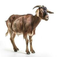 Goat isolated on white background, generate ai photo