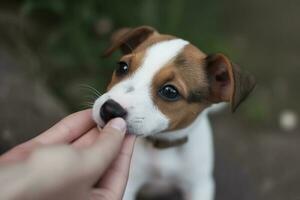 alegre perrito Jack Russell terrier en broma mordiendo el dedos de sus dueño, generar ai foto