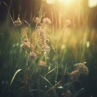 Wild grass in the forest at sunset. Macro image, shallow depth of field , generat ai photo