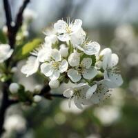 hermosa floreciente arboles en huerta, Cereza primavera flores, blanco flores , generar ai foto