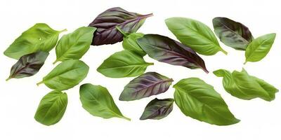 Green basil leaves with Clipping paths, full depth of field. Fresh red basil herb leaves isolated on white background. Purple Dark Opal Basil. Focus stacking, generate ai photo